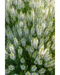 Шавлія дібровна Шнеехугель|Salvia nemorosa `Schneehügel`|Шалфей дубравный Шнеехугель